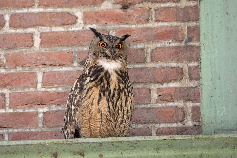 Uhu (Bubo bubo), Eagle Owl, rufender Altvogel, Juni, Zeche Ewald, Herten, Ruhrgebiet, Nordrhein-Westfalen, Deutschland