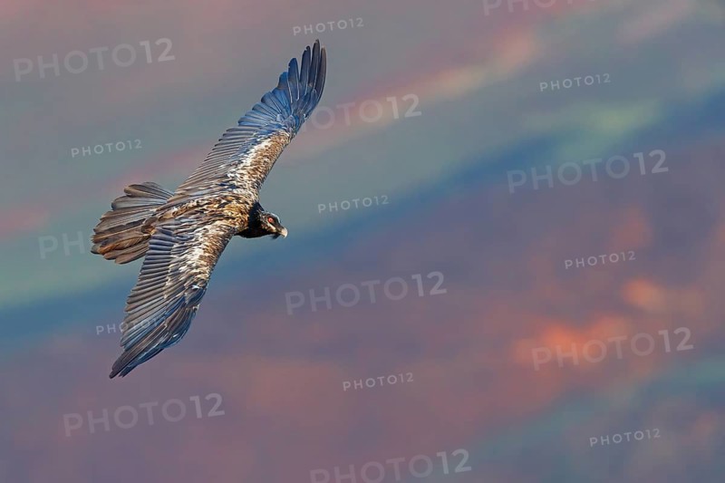 Bearded vulture, bearded vulture (Gypaetus barbatus), Gypaetus barbatus meridionalis, Giant's Castle Hide, Imbabazane Local Municipality, KwaZulu-Natal, South Africa
