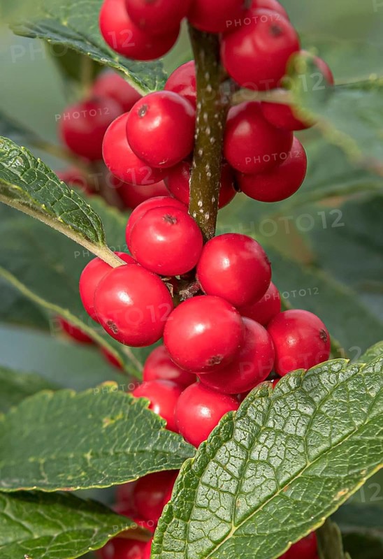 (Ilex verticillata), Bundessortenamt, Germany