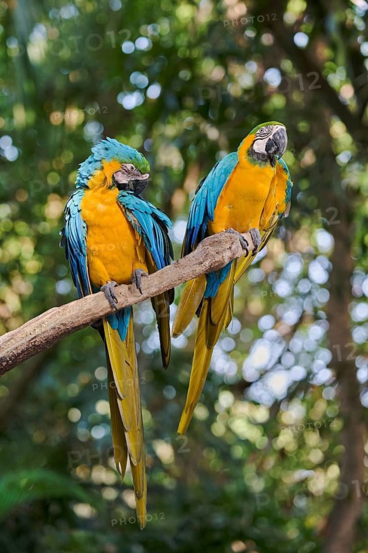 Yellow-breasted Macaw (Ara ararauna) Costa Rica