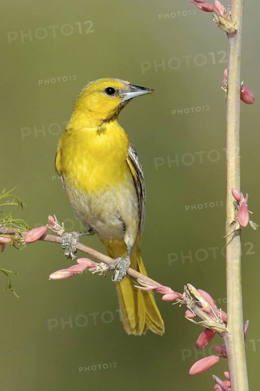 Bullock's Oriole (Icterus bullockii), Arizona, USA