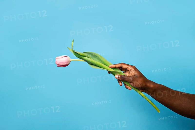 An African man gently holds a pink tulip, symbolizing elegance and simplicity. Set against a plain blue background, the image captures the beauty of nature and diversity