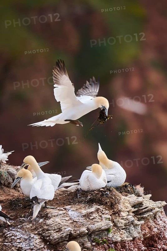 Northern gannet (Morus bassanus) flying over the cliffs, landing with with rivet material in the beak, wildlife, Helgoland, Germany