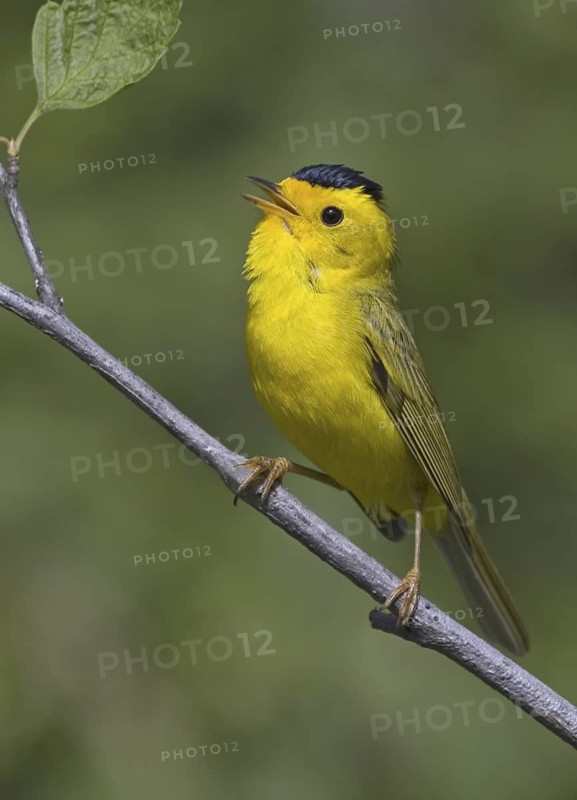 Wilson's Warbler (Cardellina pusilla), British Columbia, Canada