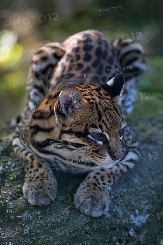 One female Ocelot, Leopardus pardalis, resting on a rock with dry and green vegetation in the background