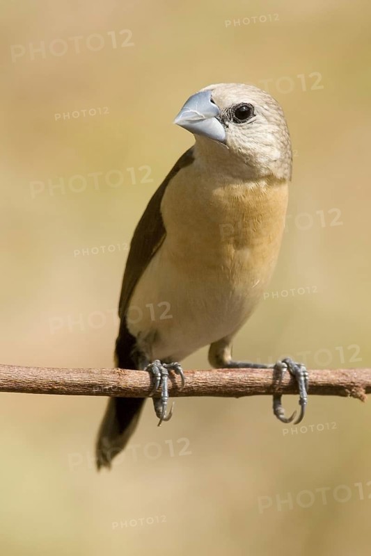 Yellow-rumped Mannikin (Lonchura flaviprymna), Western Australia, Australia