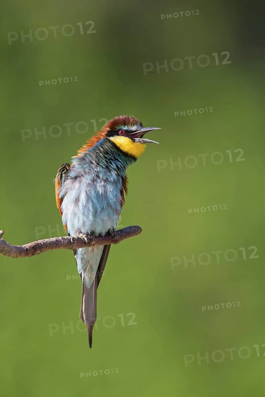 Bee-eater, (Merops apiaster), Animals, Birds, Raptor family, Perching station, Muselievo, Muselievo, Pleven, Bulgaria