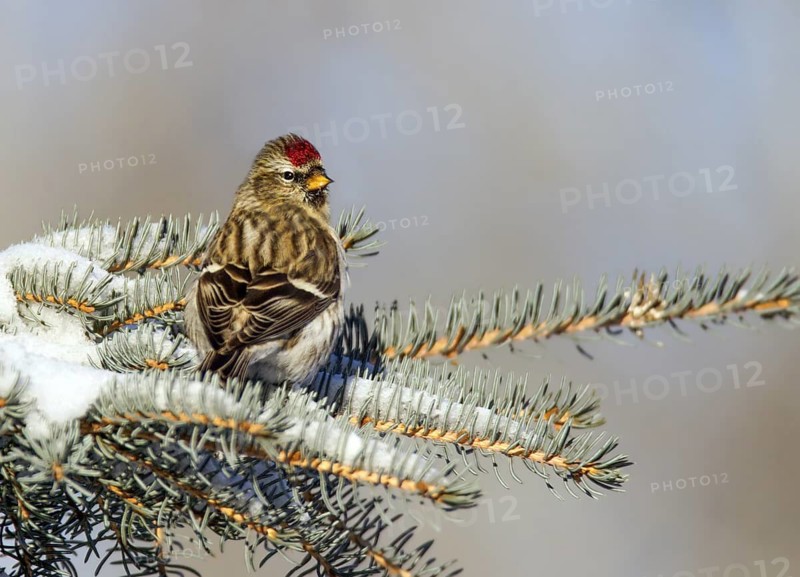 Common Redpoll (Acanthis flammea), Saskatchewan, Canada