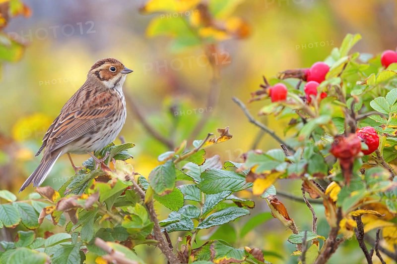 Bunting, (Emberiza pusilla), Animals, Birds, Bunting, Bunting perch, Heligoland, Schleswig-Holstein, Germany