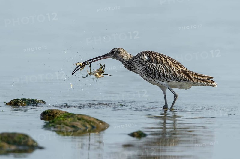 Eurasian Curlew (Numenius arquata) eating Green shore crab (Carcinus maenas), Mecklenburg-Western Pomerania, Germany