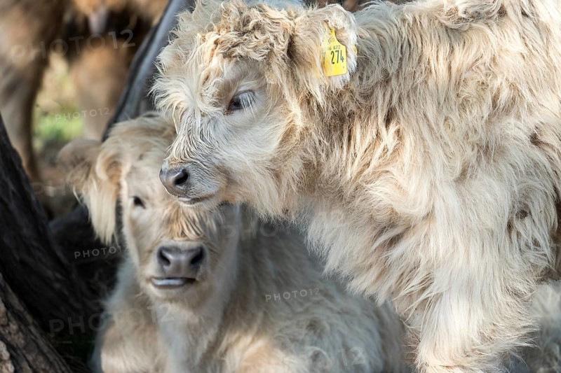 Highland cattle, Oberweser, Weser Uplands, Weserbergland, Hesse, Germany