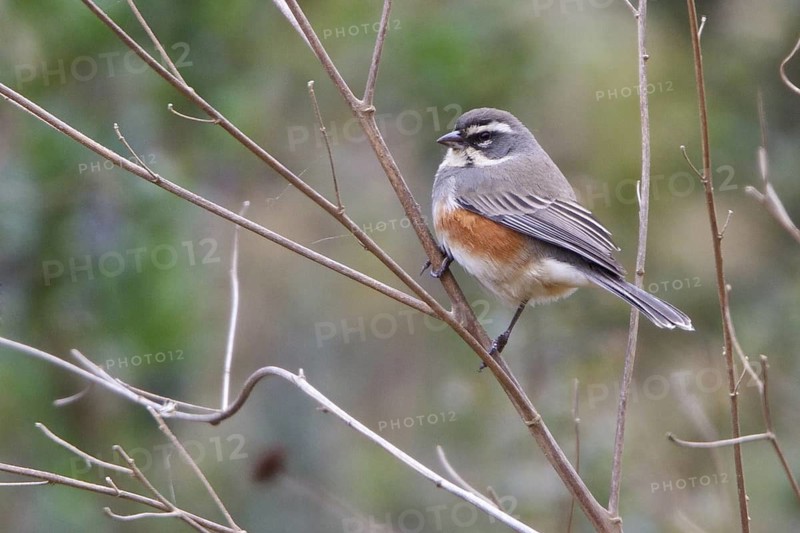 Rufous-sided Warbling-Finch (Poospiza hypochondria) perched on a branch in Bolivia, South America