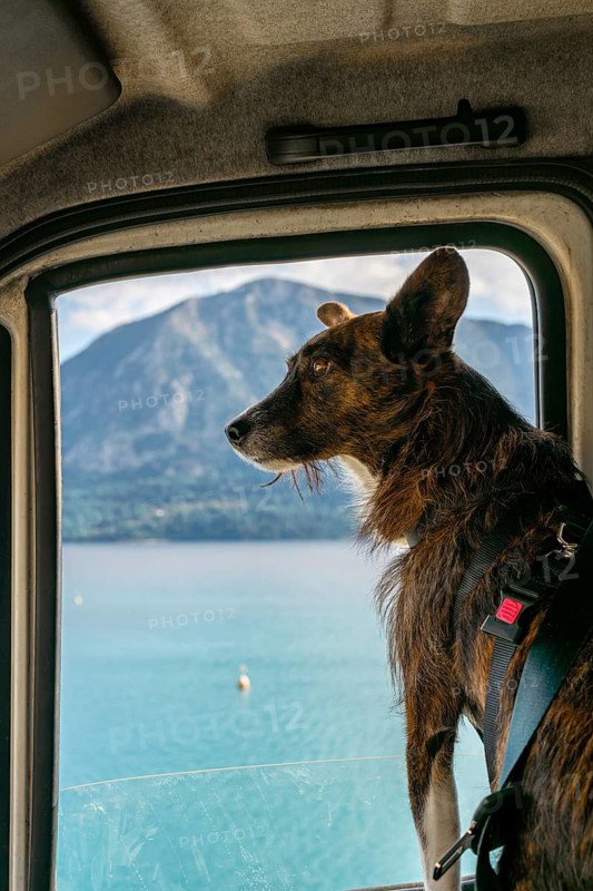 A brown dog looks out of a camper van window, gazing at a serene lake and mountains in Greece. The dog's expression complements the peaceful landscape