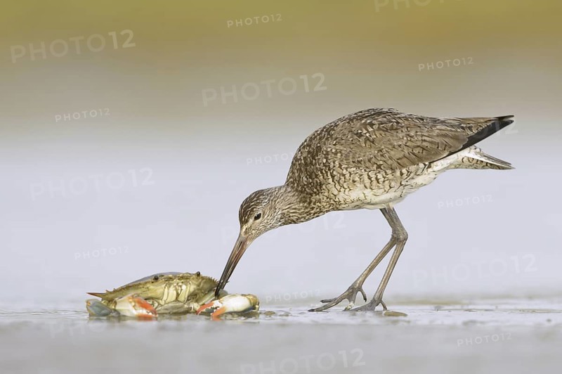 Willet (Tringa semipalmata) feeding on a crab, Texas, USA
