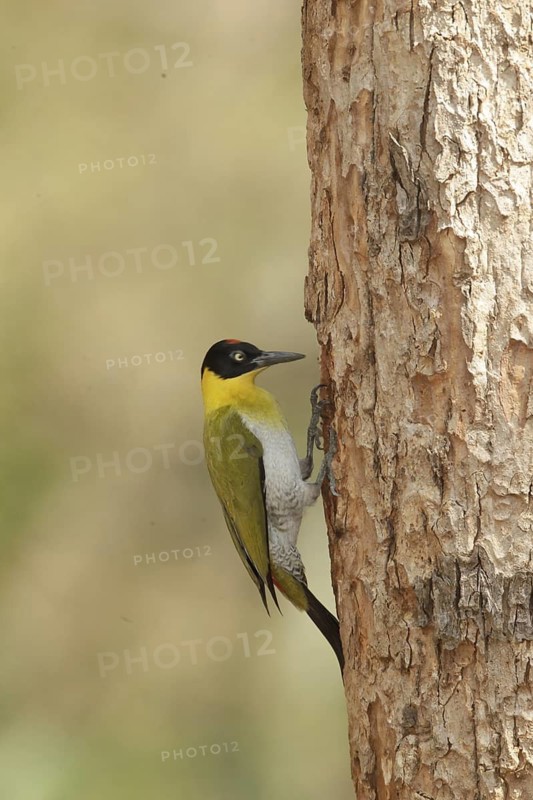 Black-headed Woodpecker (Picus erythropygius), Kaeng Krachan, Thailand