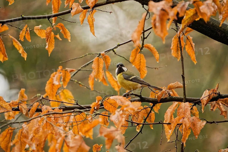 Great Tit (Parus major) perched on a branch with wet orange autumn leaves on a rainy day, Germany