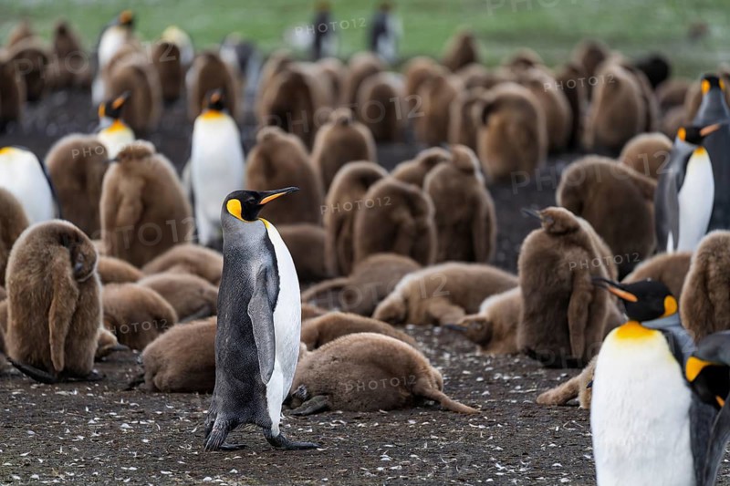 King penguin (Aptenodytes patagonicus), adult bird in the middle of a colony with numerous brown chicks in down plumage, Volunteer Point, Falkland Islands