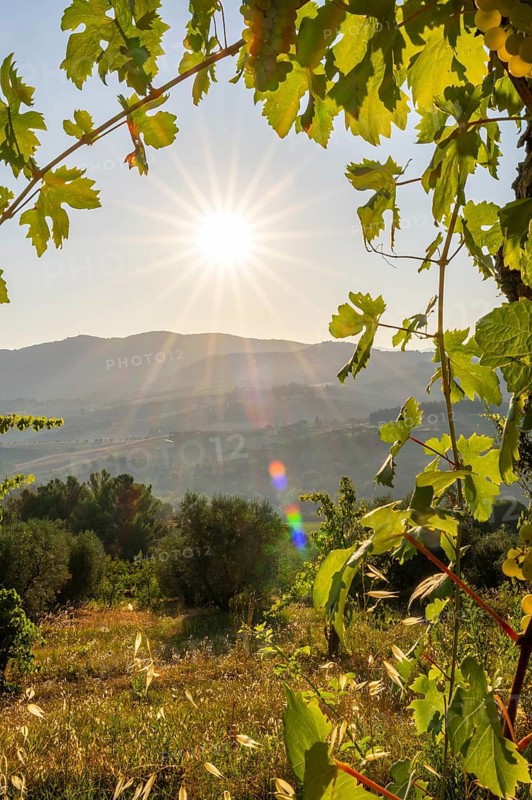 View through wine leafes into the tuscan landscape at sunrise, country estate with vineyards, forests, olive trees and cypresses in Chianti, Chianti Region, Tuscany, Italy