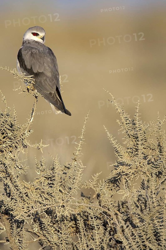 Black-winged Kite (Elanus caeruleus), Etosha, Namibia
