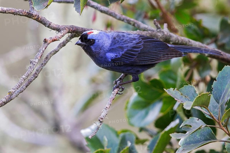 Diademed Tanager (Stephanophorus diadematus) perched on a branch in the Atlantic rainforest of southeast Brazil