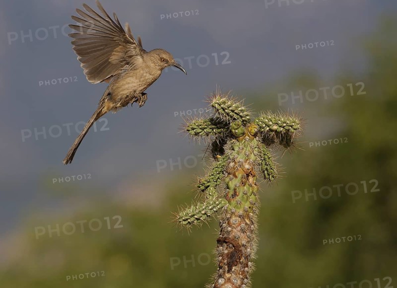 Curve-billed Thrasher (Toxostoma curvirostre) flying, Texas, USA