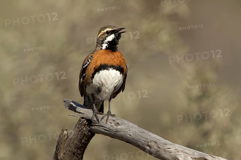 Chestnut-breasted Quail-thrush (Cinclosoma castaneothorax) male singing, Queensland, Australia