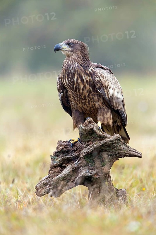 White-tailed eagle, animals, birds, birds of prey, eagle, (Haliaeetus albicill), Haliaaetus albicilla, hawk family, centrapoles, Kutno, Lodz, Poland