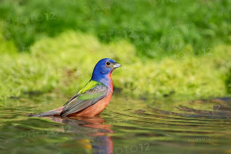 Painted Bunting (Passerina ciris) male at a waterhole, Texas, USA