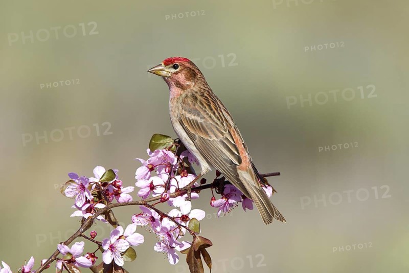 Cassin's Finch Carpodacus cassinii Dorris, California, United States 10 May Adult Male Fringillidae