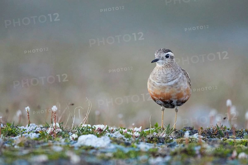 Eurasian Dotterel (Charadrius morinellus), Grisons, Switzerland