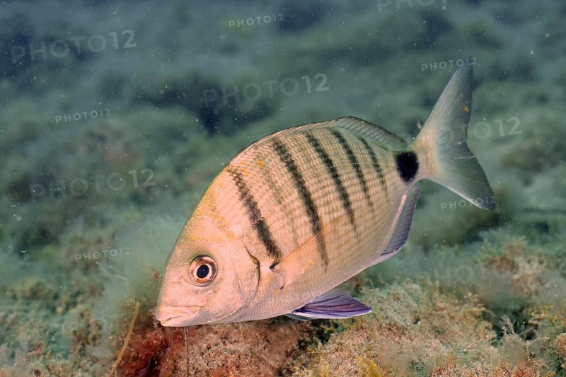 White bream (Diplodus sargus)