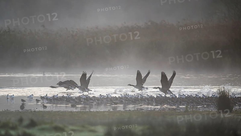 Canada Goose, Branta Canadensis, birds in flight over marshes, Devon, England, United Kingdom
