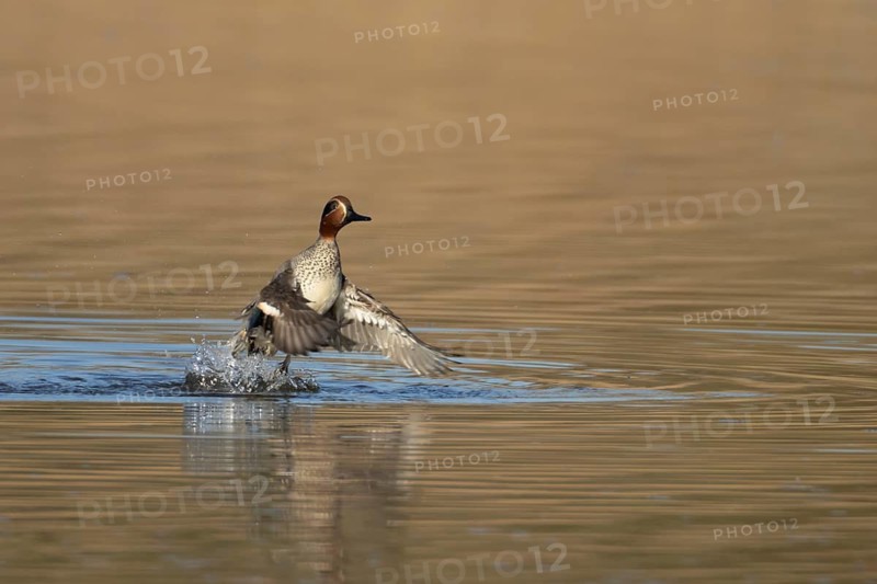 Common teal duck (Anas crecca) adult male bird taking off in flight from a lake, England, United Kingdom