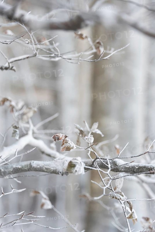 White branches caused by wind eroding chalk from chalk cliffs, Möns Klint cliff, Mön Island, Denmark