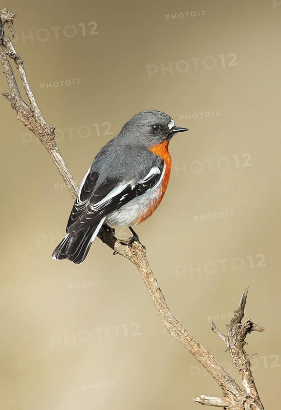 Flame Robin (Petroica phoenicea) male, Victoria, Australia