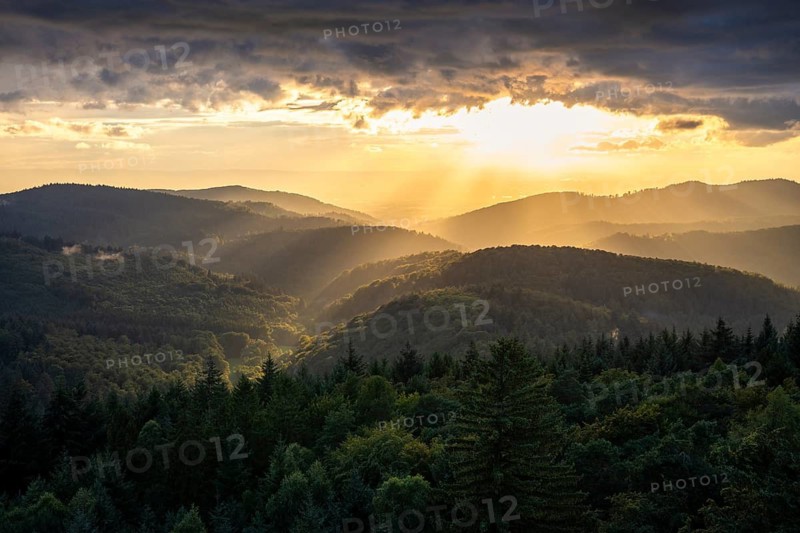 View of the forest from the Teltschikturm at sunset. Wilhelmsfeld, Odenwald, Rhine-Neckar district, Baden-Württemberg, Germany