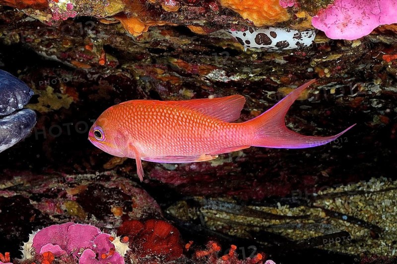 Mediterranean flag perch (Anthias anthias)