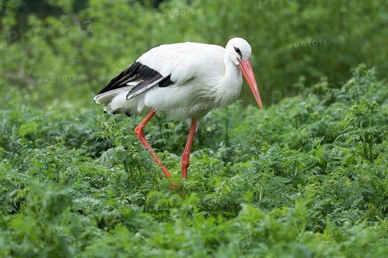 A white stork with a red beak and legs walking through green foliage. Swarzedz, Poland
