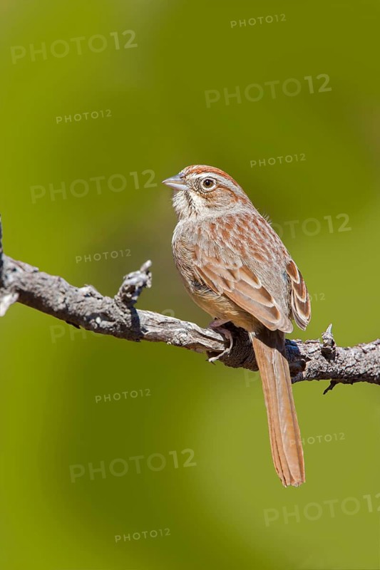Rufous-crowned Sparrow Aimophila ruficeps Santa Catalina Mountains, Pinal County, Arizona, United States 18 March Adult Emberizidae