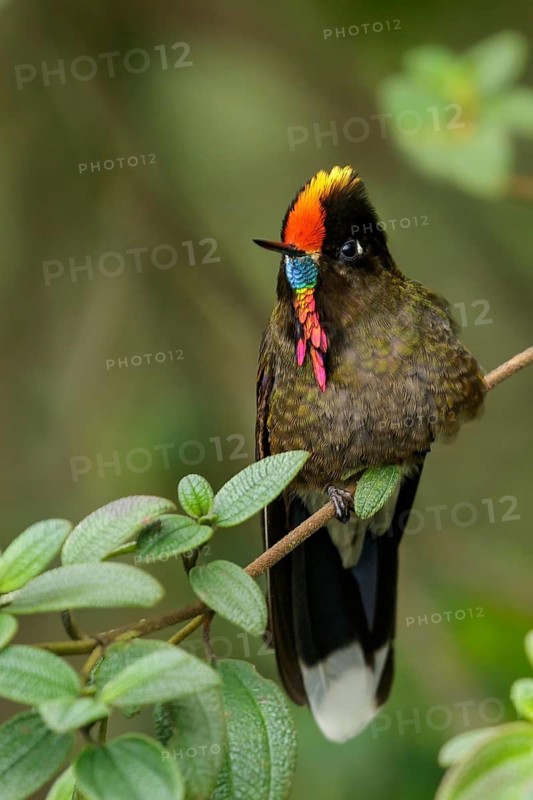 Rainbow-bearded Thornbill (Chalcostigma herrani) perched on a branch in the Andes Mountains of Colombia