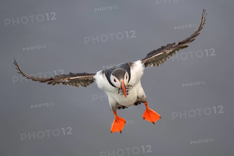 Atlantic Puffin (Fratercula arctica) flying with food in beak, Iceland