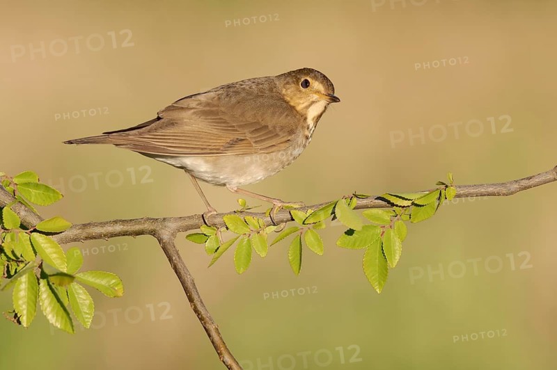 Swainson's Thrush (Catharus ustulatus) perched on a branch, Texas, USA