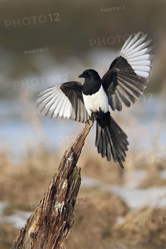 Eurasian Magpie (Pica pica) flying, Mecklenburg-Western Pomerania, Germany