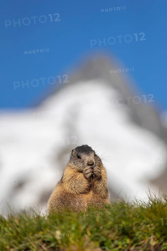 One young Alpine Marmot, Marmota marmota, sitting in front of the Grossglockner mountain in bright sunlight and a blue sky