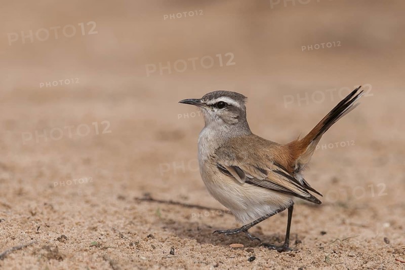 Kalahari Scrub Robin (Cercotrichas paena), Northern Cape South Africa