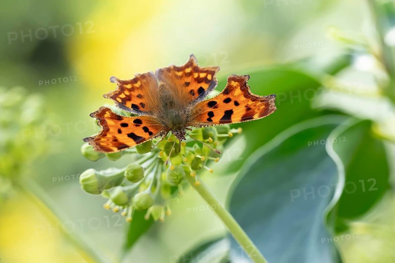Comma butterfly (Polygonia c-album) adult insect feeding on Ivy flowers in a garden in summer, England, United Kingdom