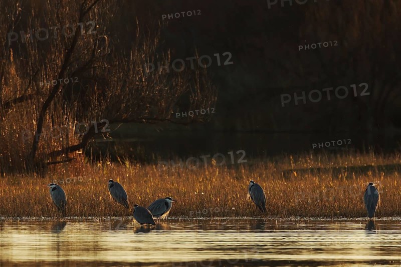 A peaceful scene of gray herons standing in a wetland at sunset. The warming light highlights the tranquil water and grasses, creating a serene natural atmosphere in wetland of the Emporda