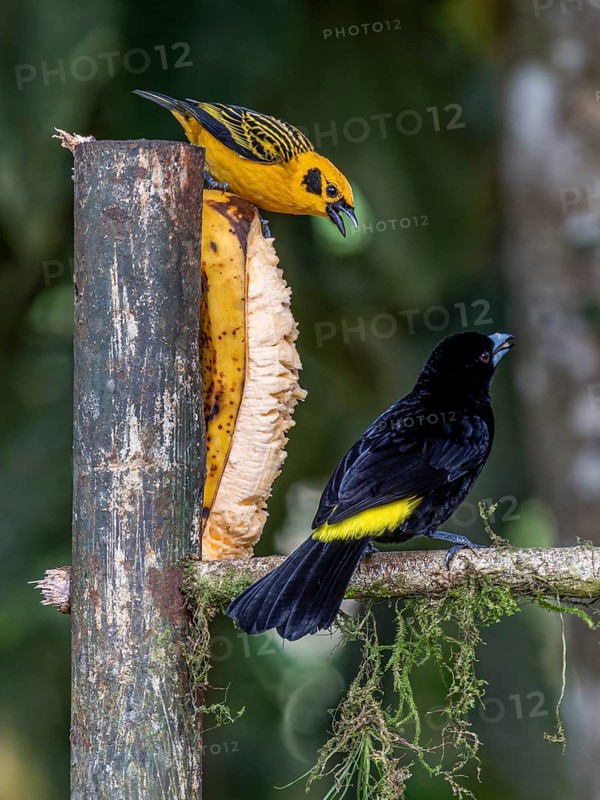 Golden tanager (Tangara arthus) and flame-rumped tanager (Ramphocelus flammigerus), Mindo Forest Reserve, Mindo, Ecuador