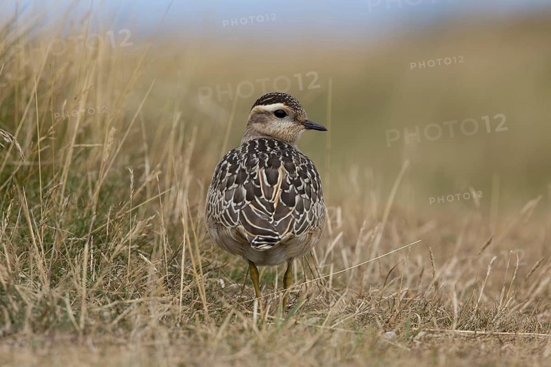 Eurasian Dotterel (Charadrius morinellus), Wales, United Kingdom