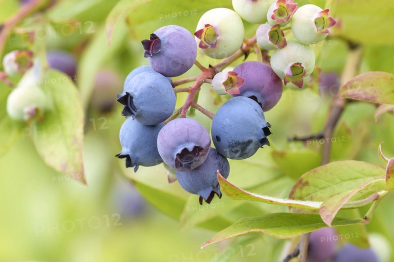 Blueberry (Vaccinium corymbosum 'Heerma'), Bundessorteamt, Marquardt testing centre, Marquardt, Brandenburg, Germany